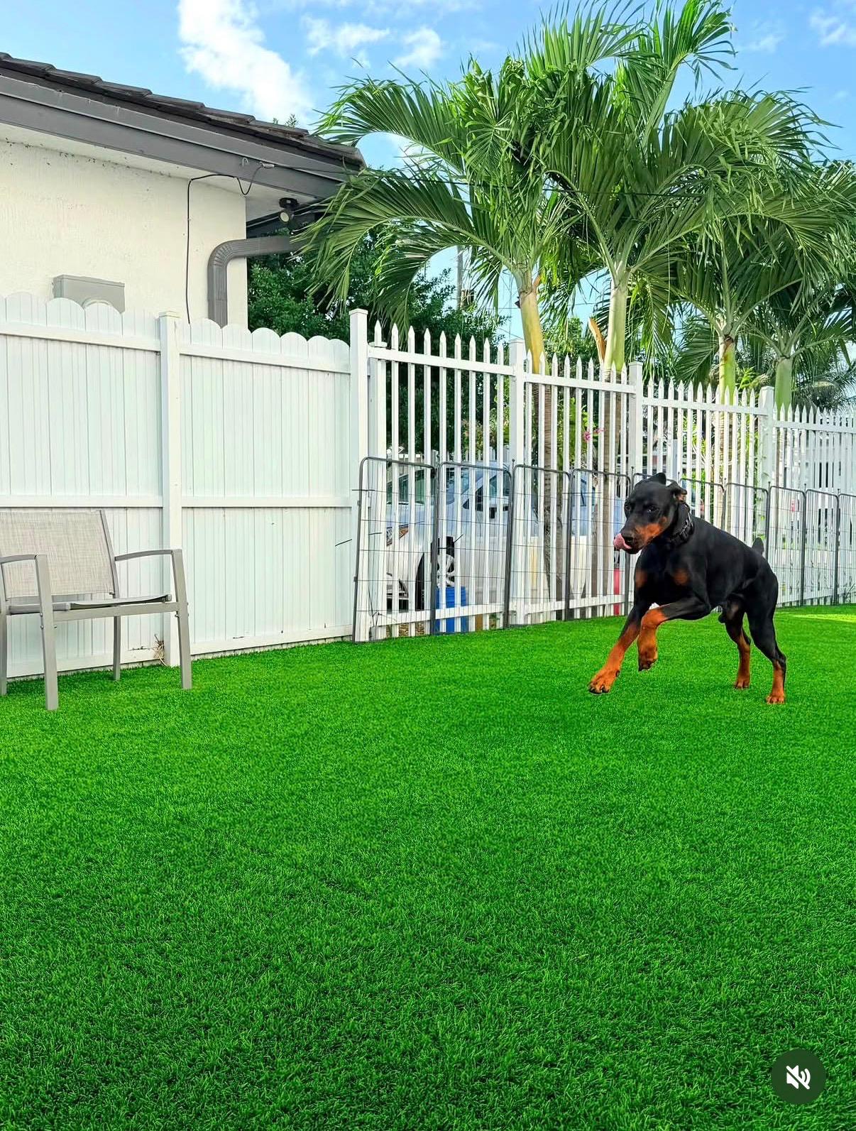 Perro entrenado en las instalaciones de Roraima Canine Services USA en Miami