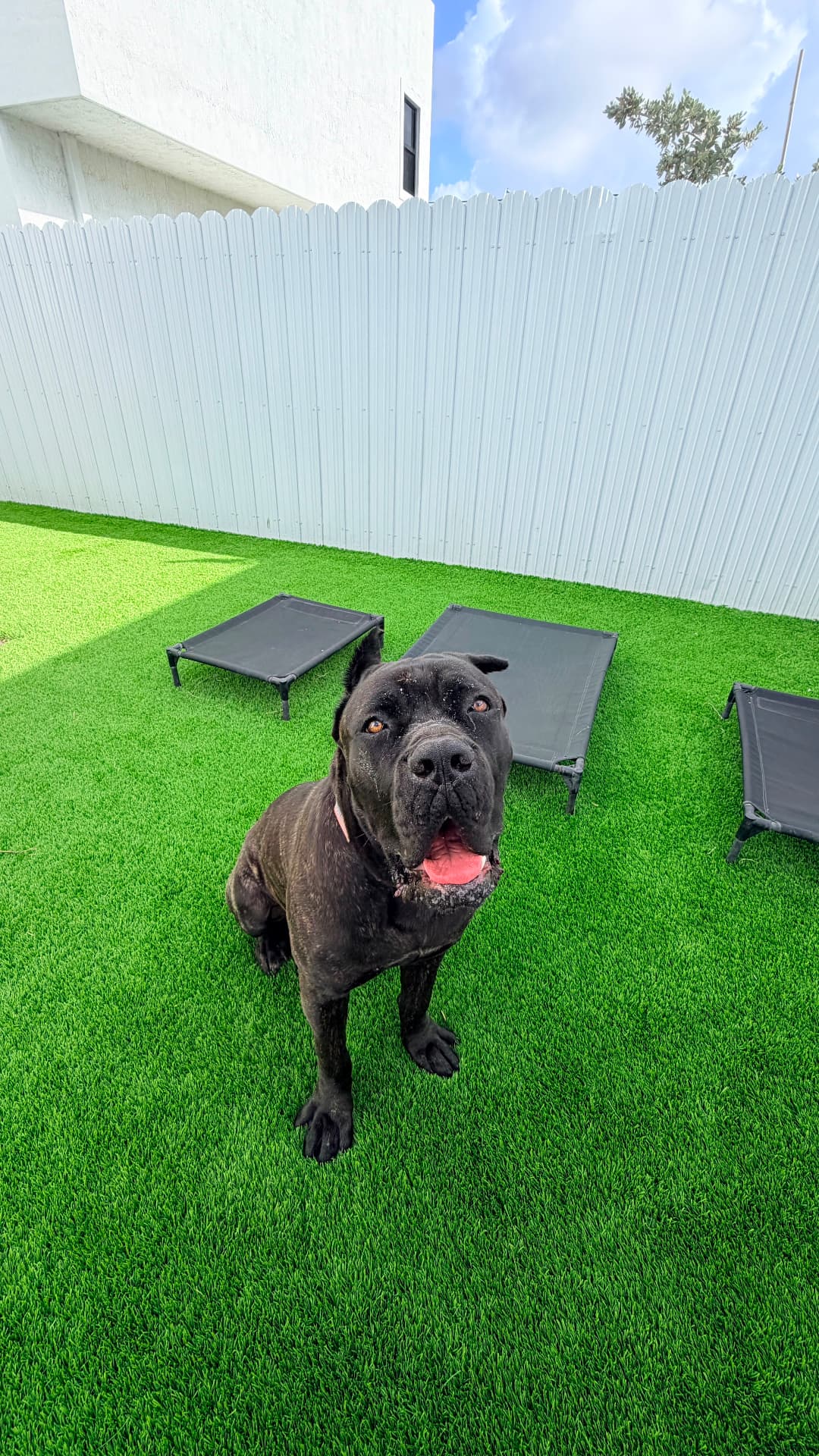 Cane Corso descansando en el área de camas