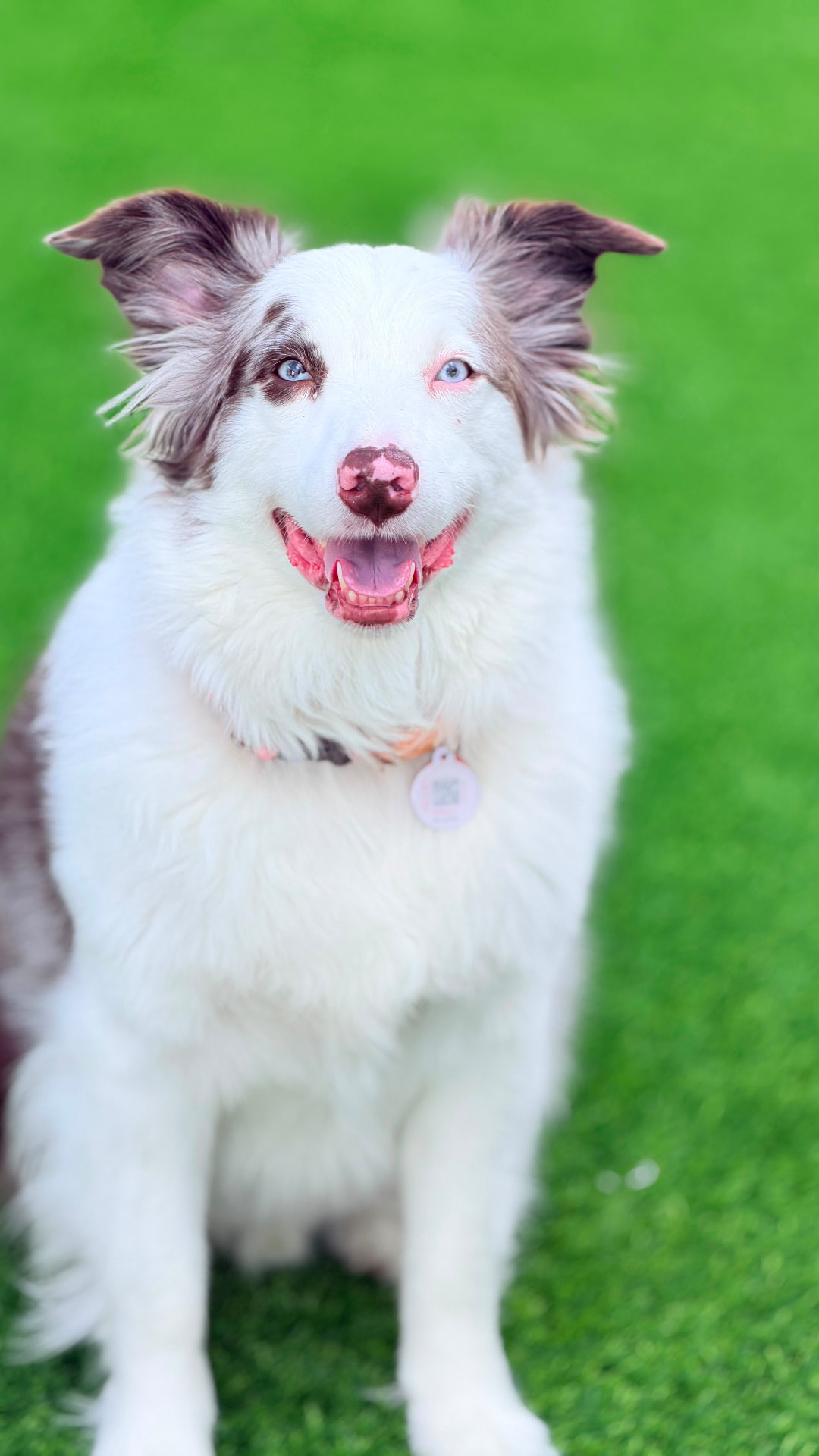 Border collie red merle atento en el patio