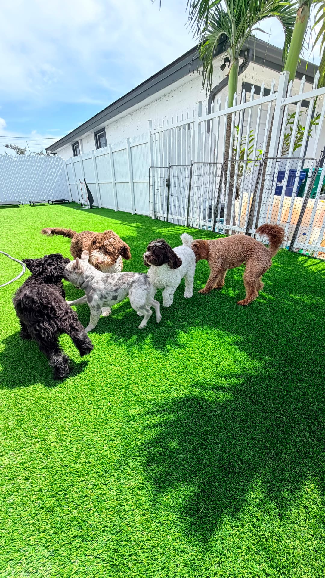 Grupo de daycare socializando al sol