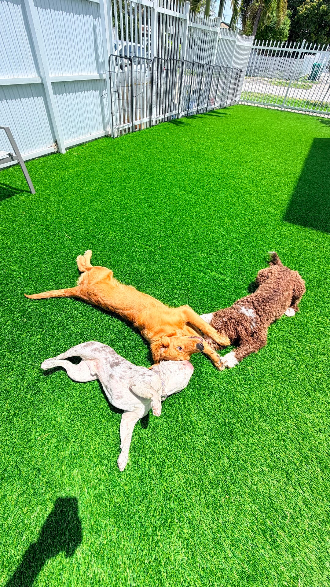 Tres perros disfrutando el sol en el patio