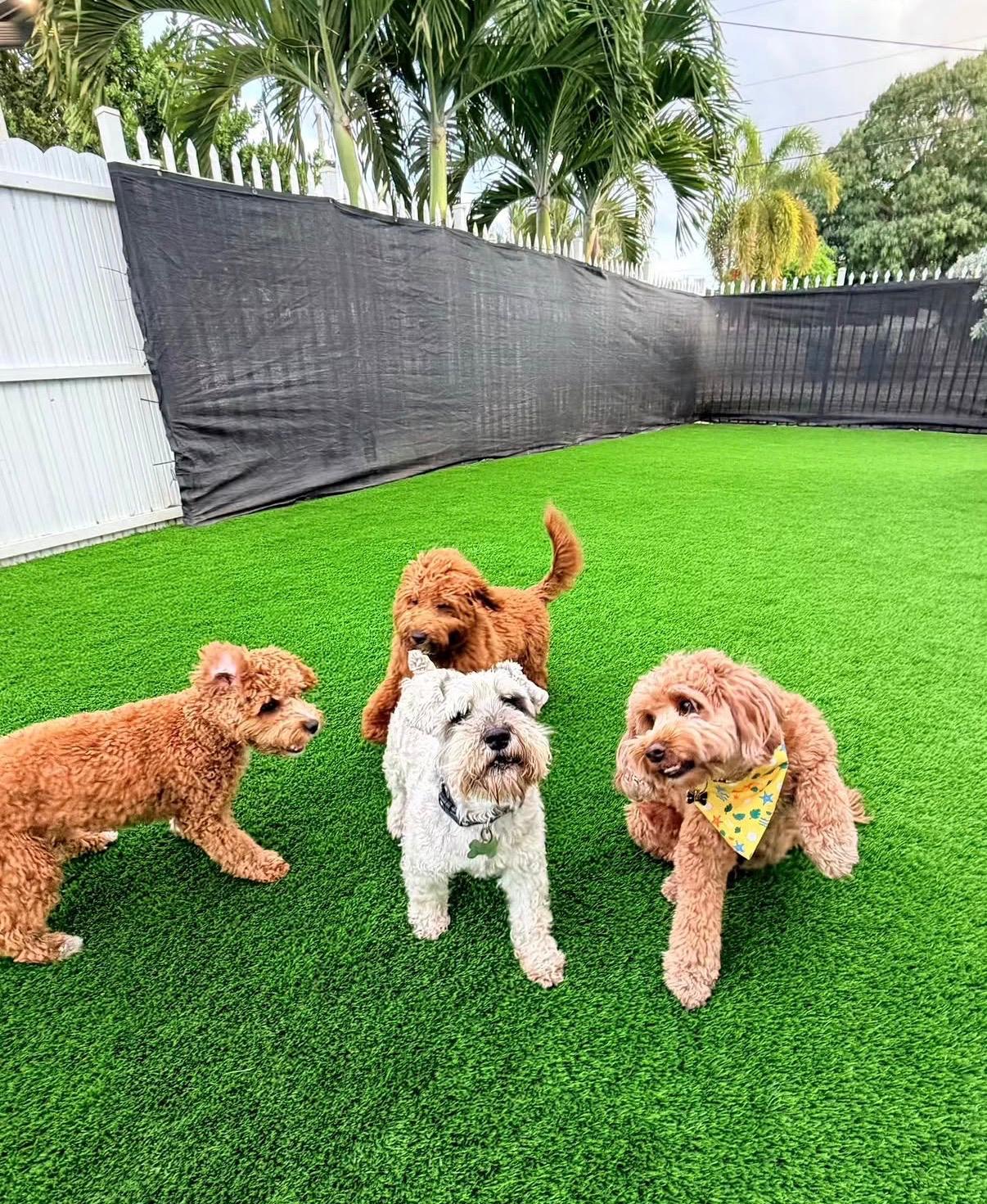 Perros en doggy daycare supervisado