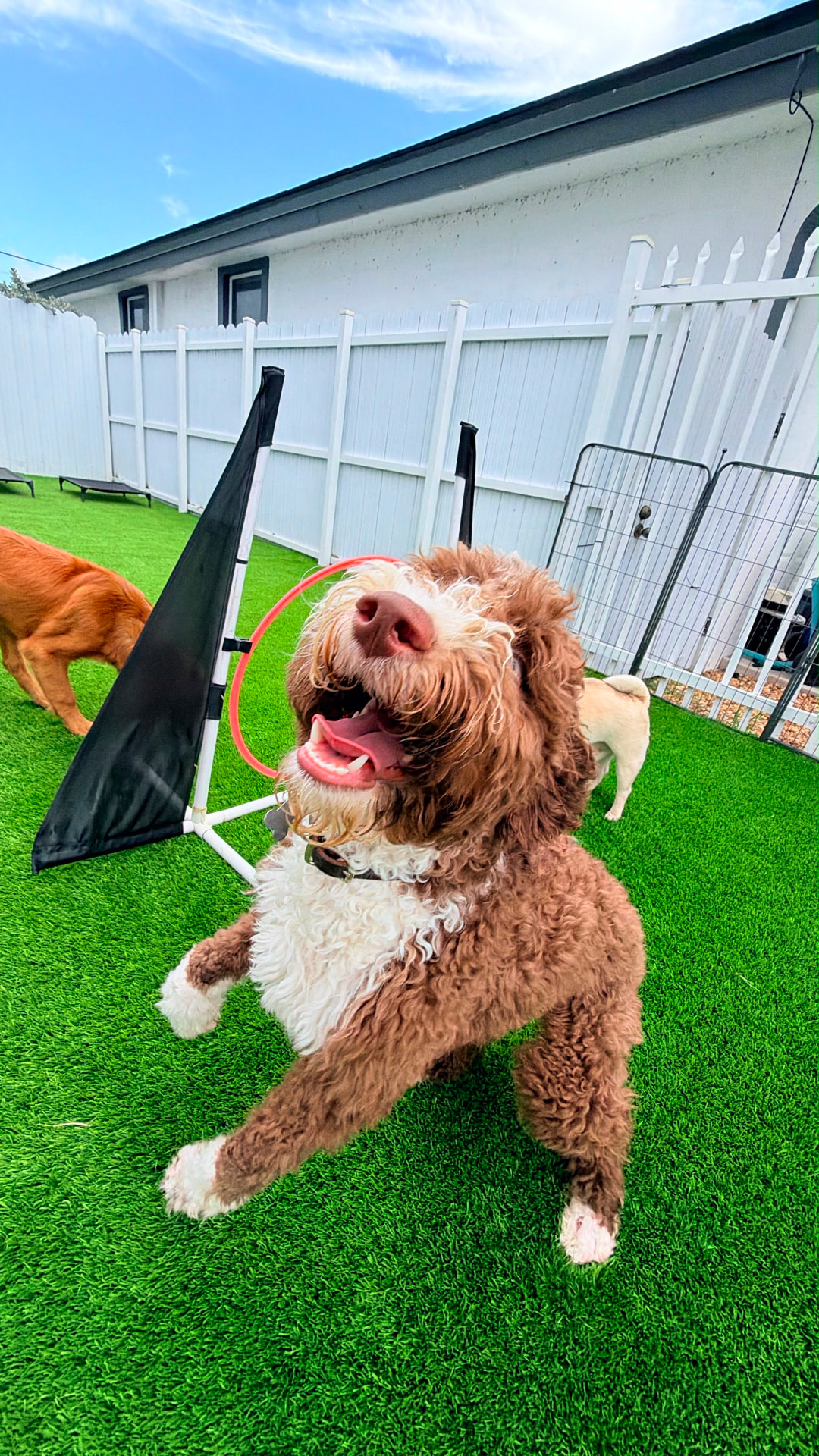 Doodle disfrutando el área de agility