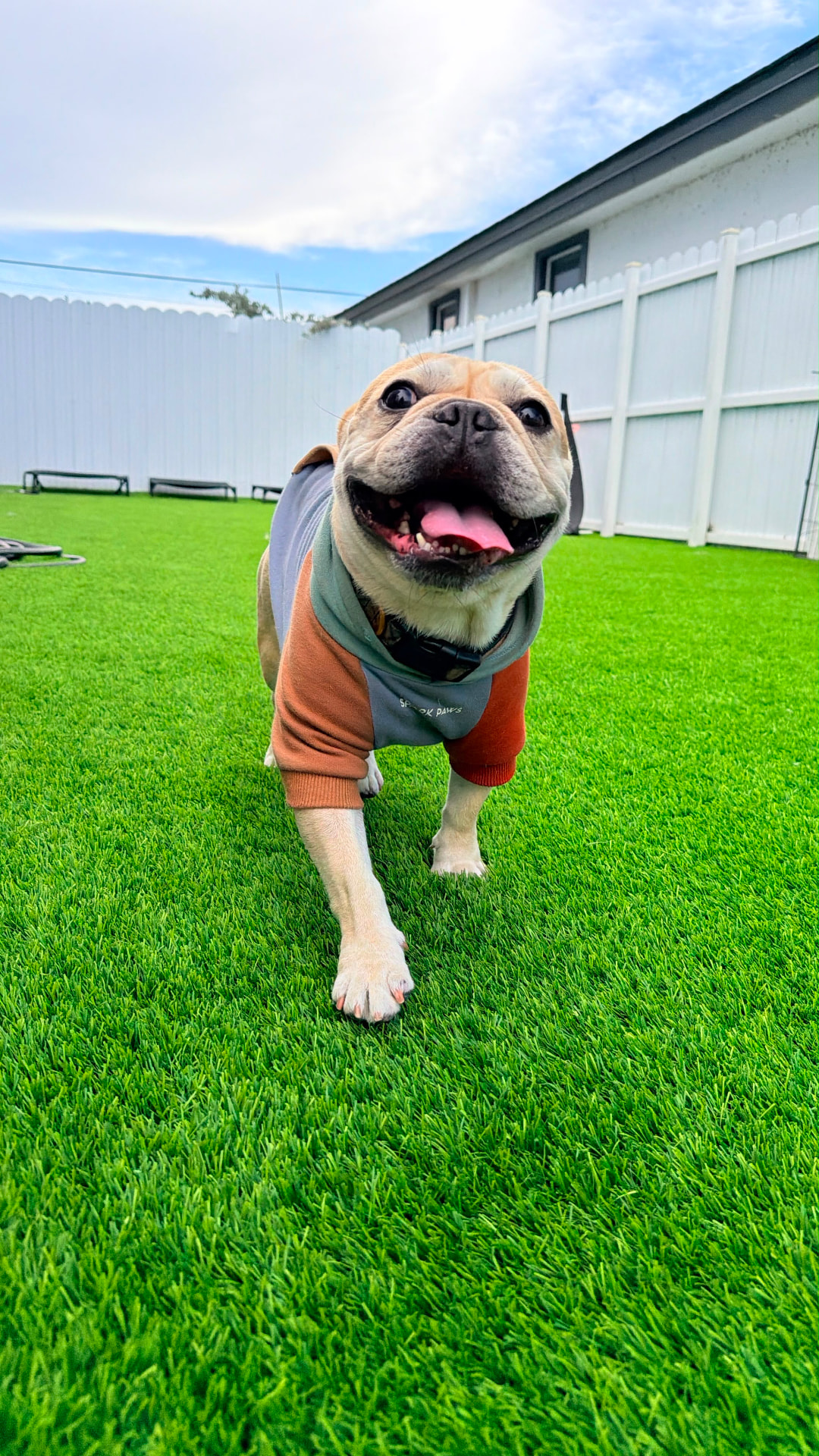 Bulldog feliz disfrutando su día