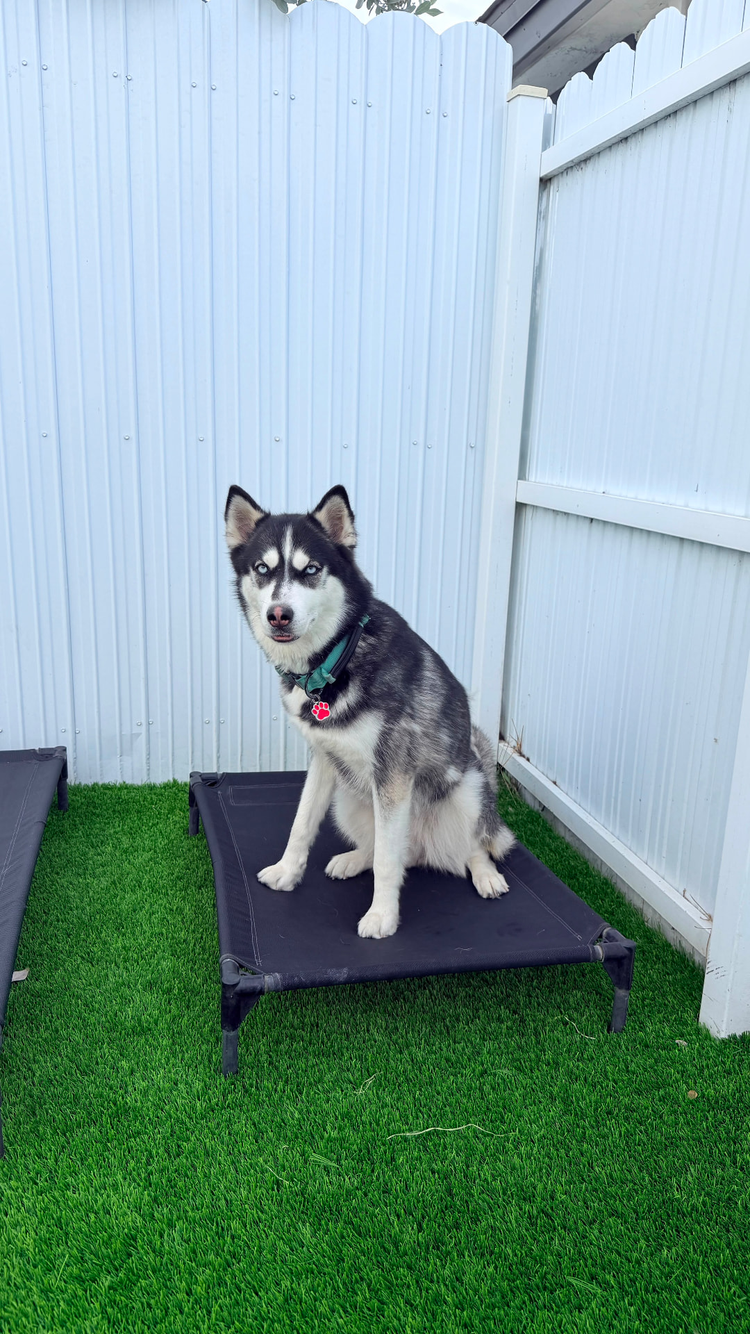 Husky en posición place sobre la cama