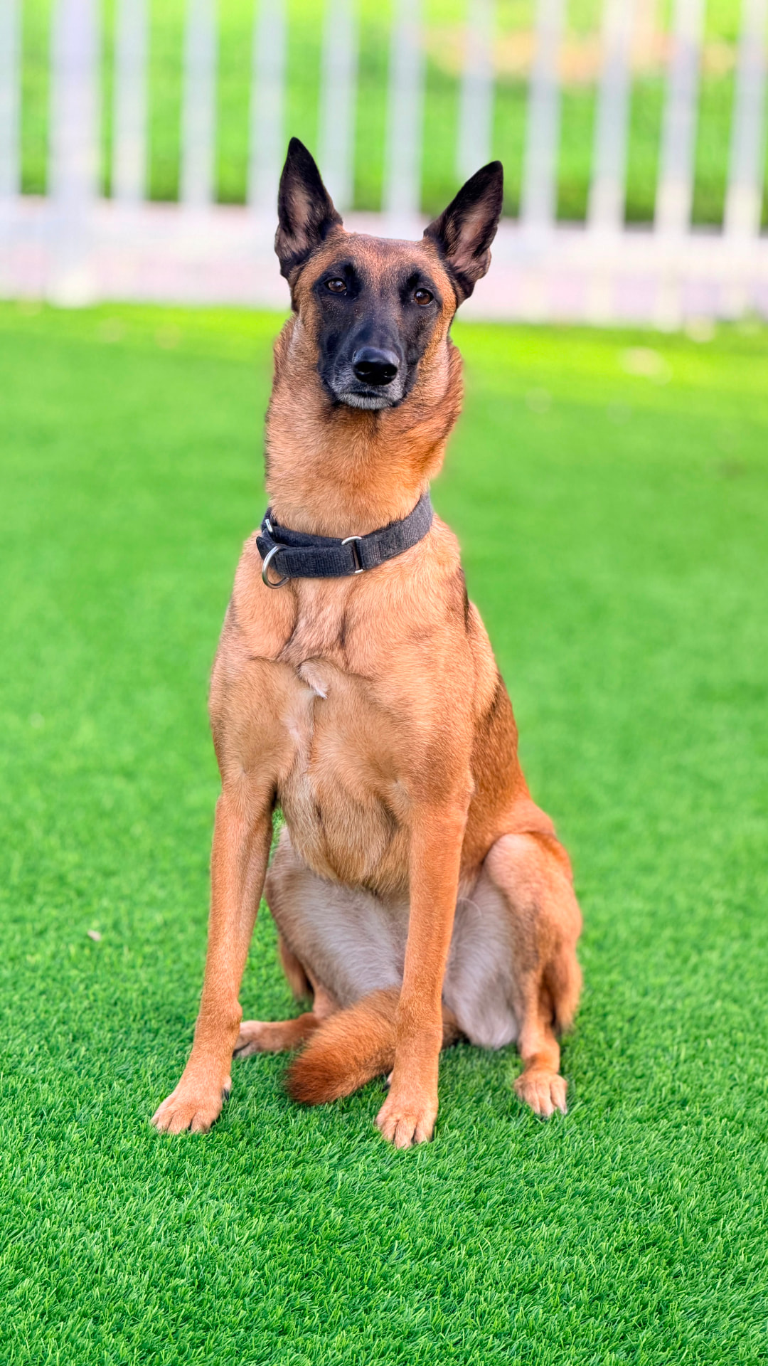 Pastor belga malinois en posición sit