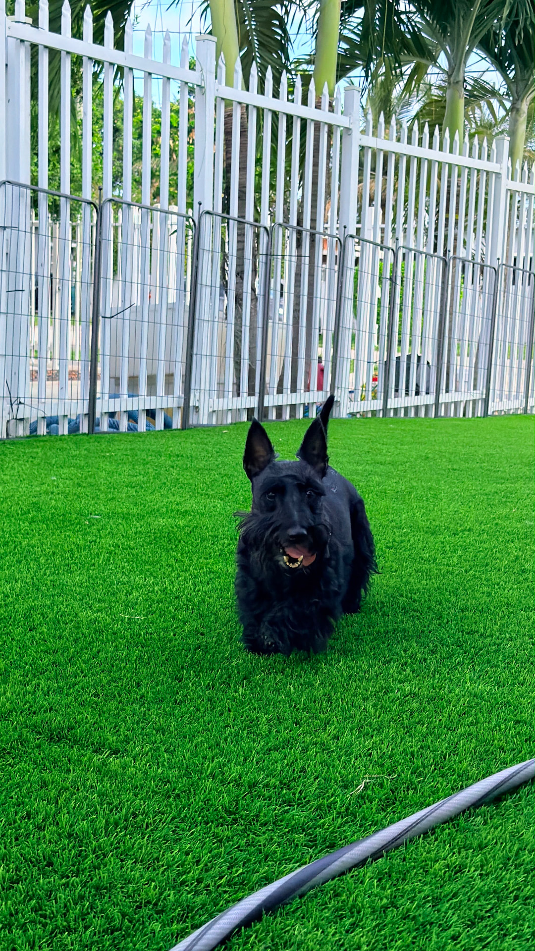 Scottish terrier corriendo entre las palmeras