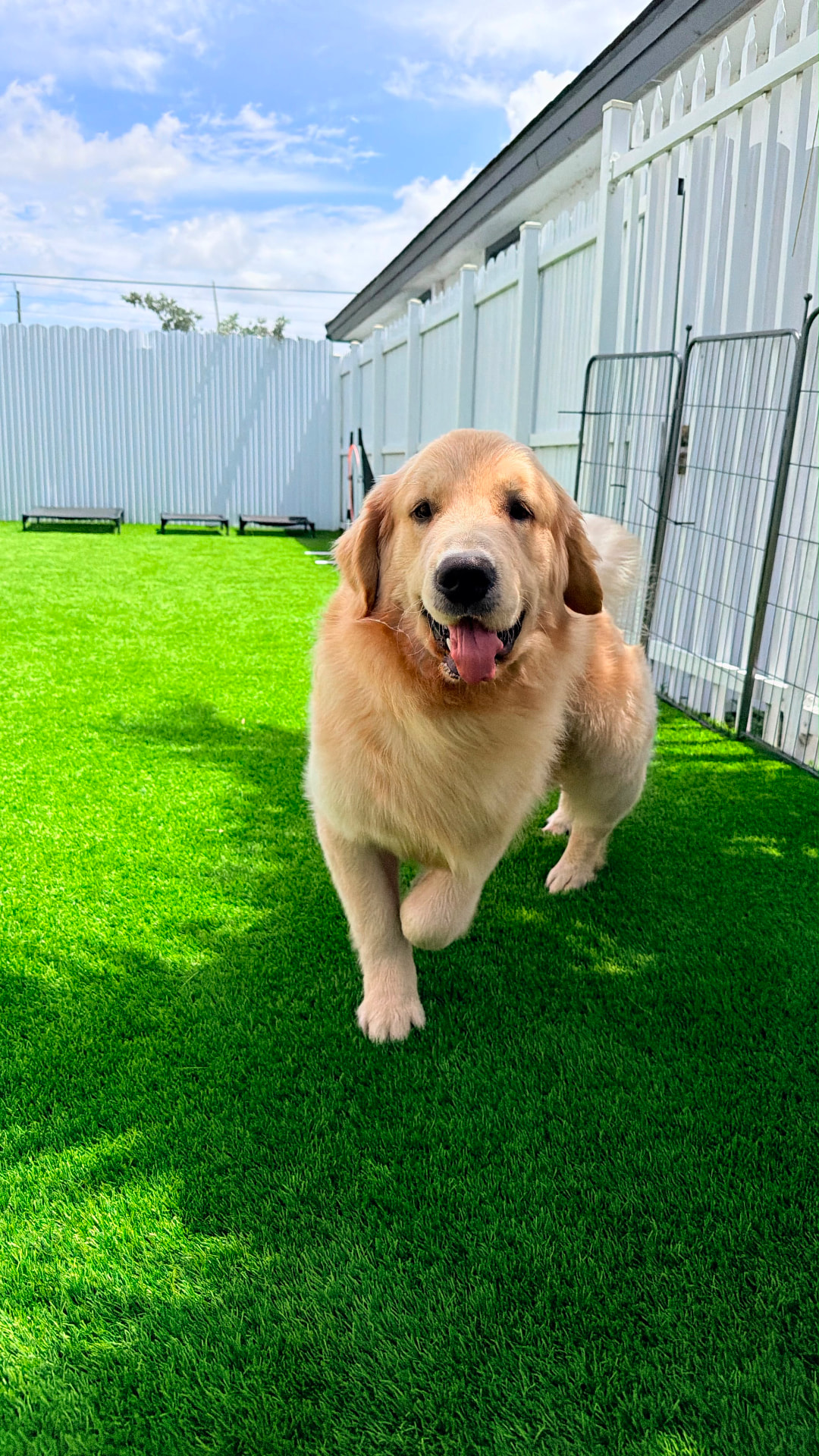 Golden Retriever disfrutando el patio