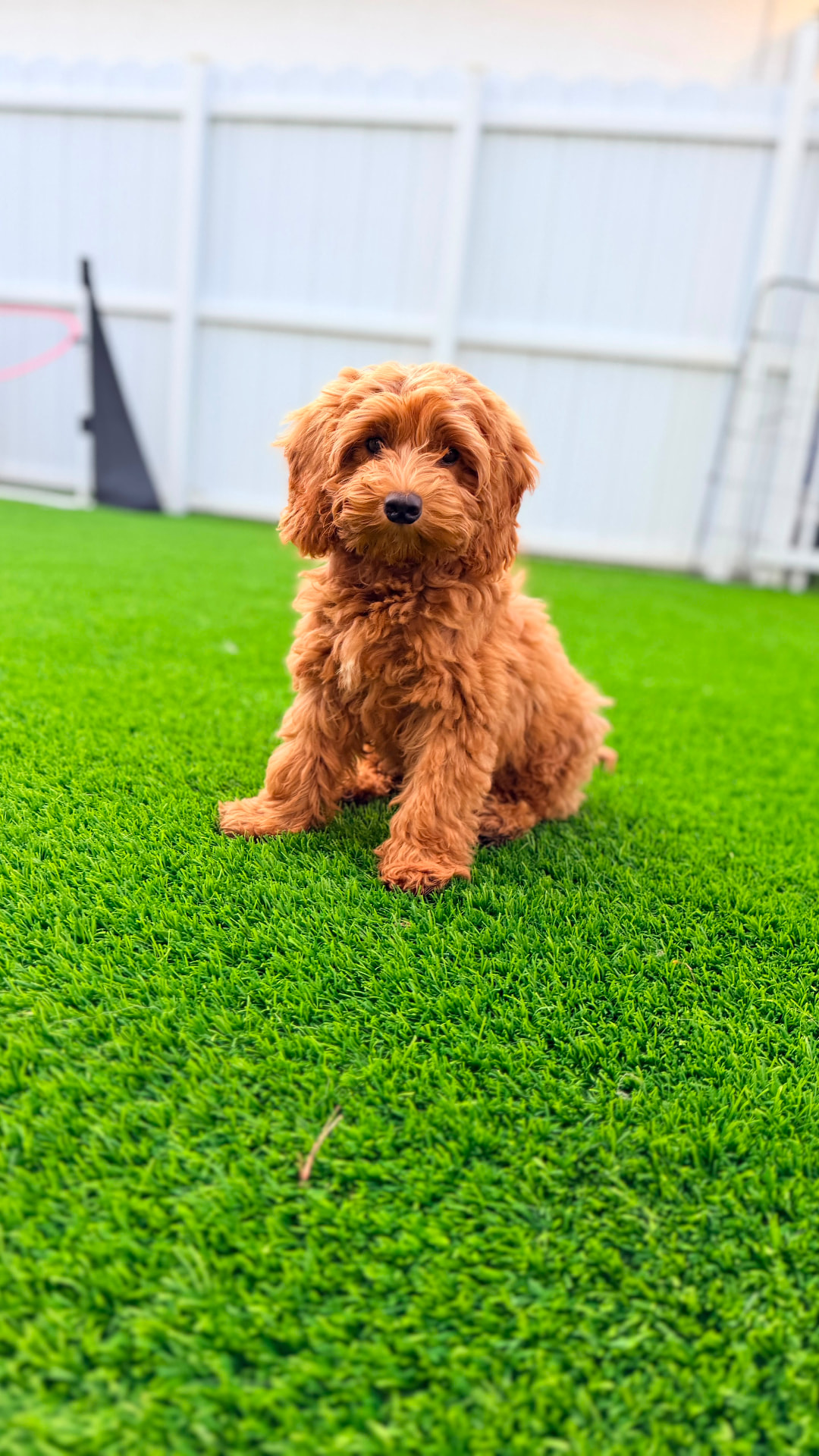 Mini goldendoodle en su primera visita