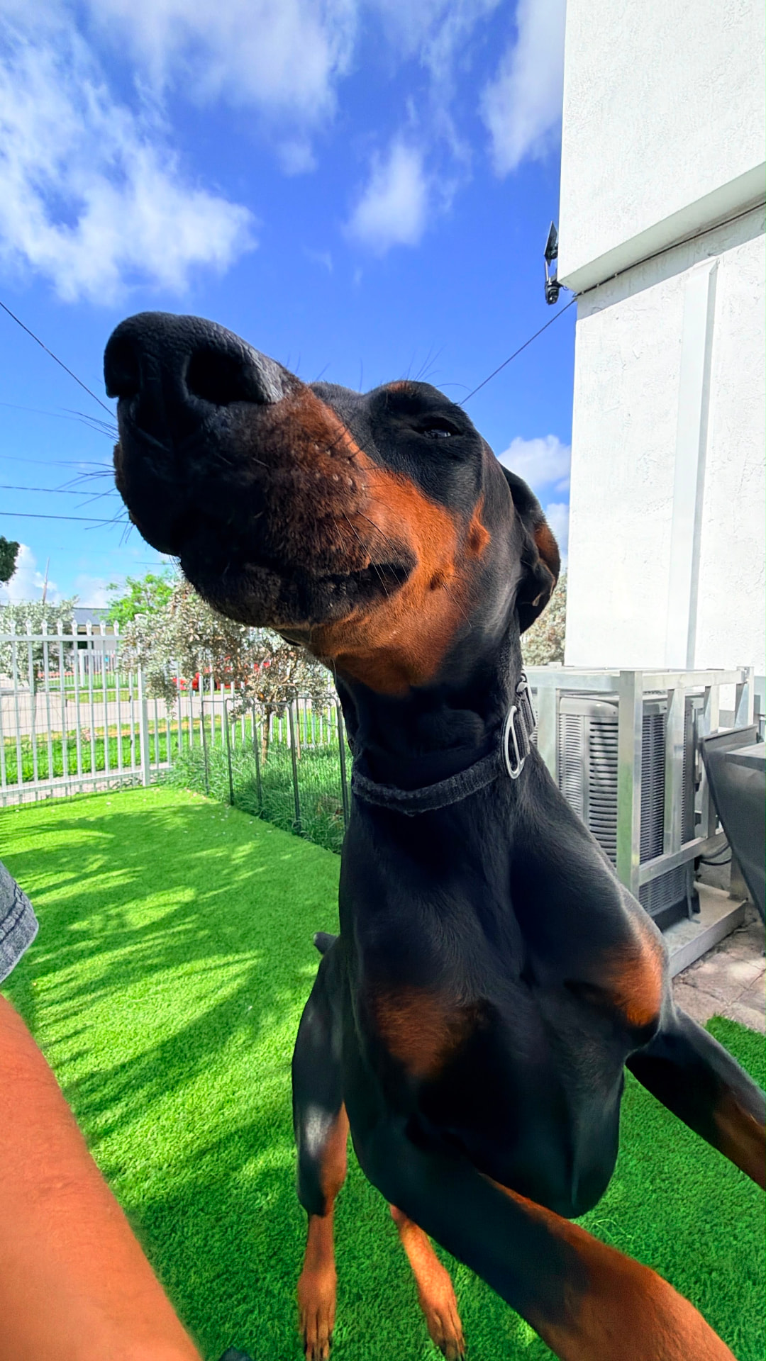 Doberman en sesión de trabajo