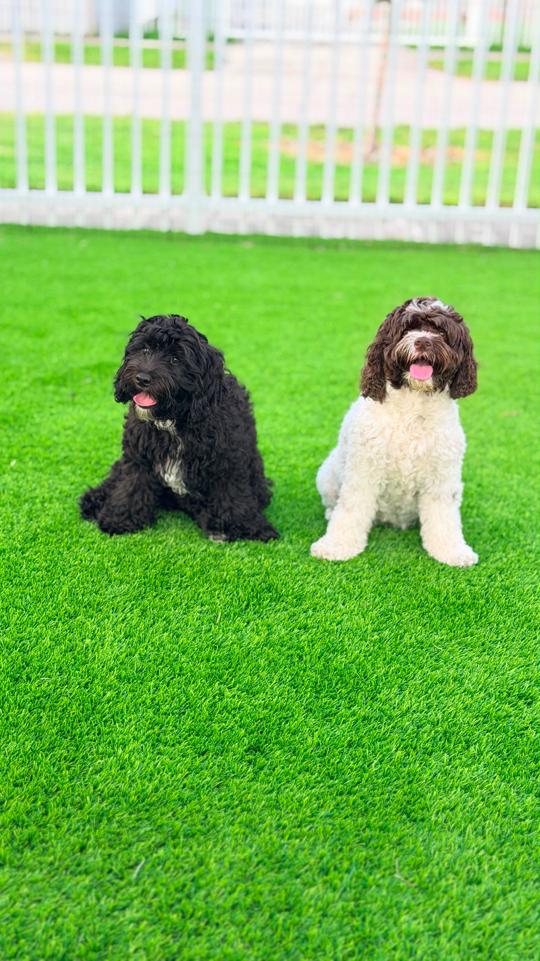 Dos cachorros doodle listos para su sesión