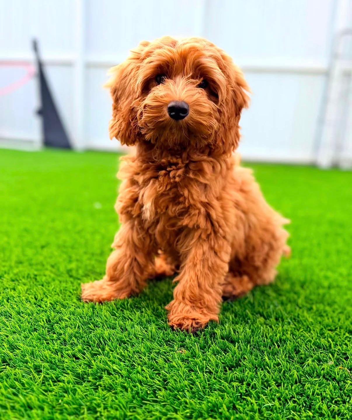 Cachorros: bases desde el primer día