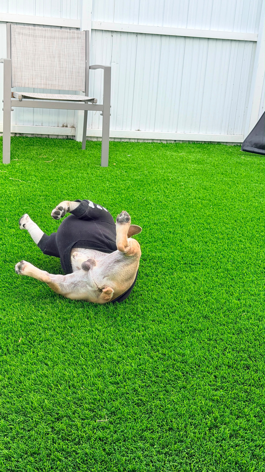 Bulldog francés relajado en el patio