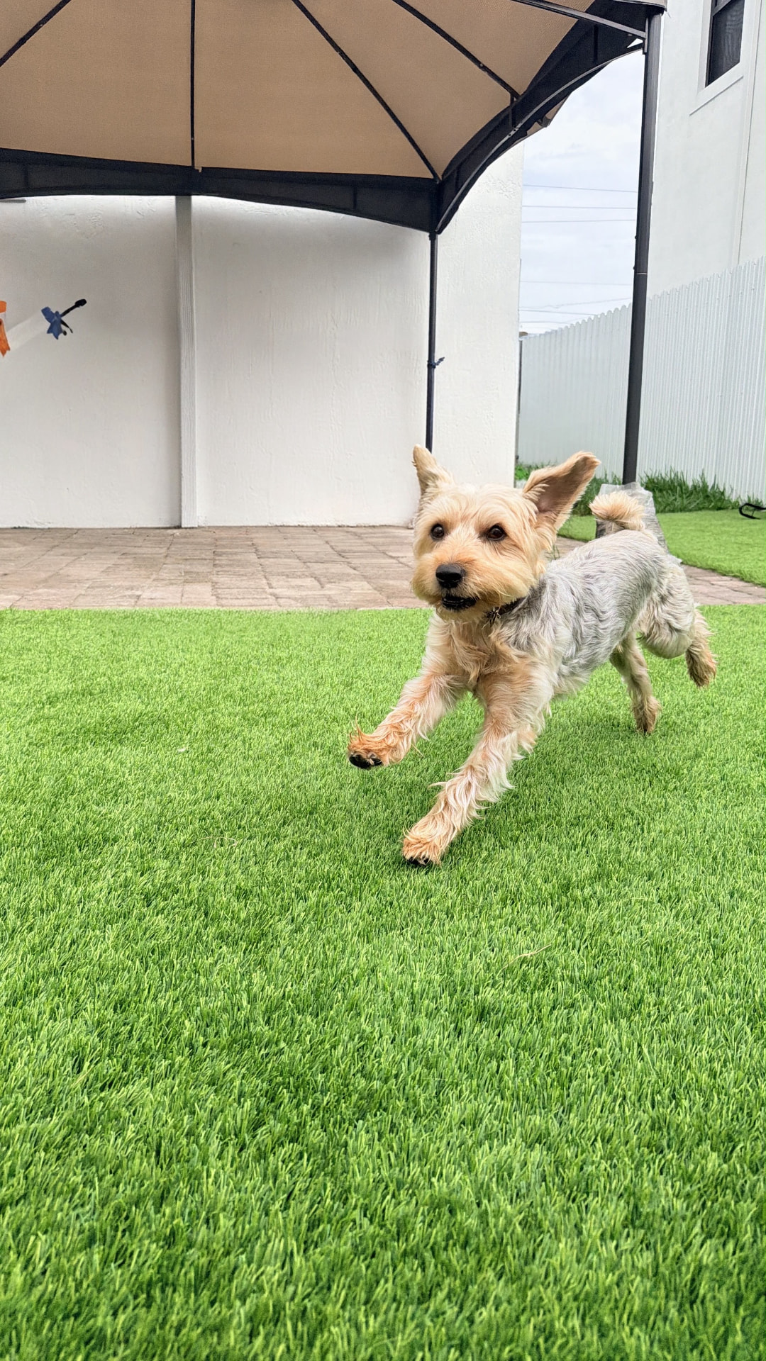 Yorkie corriendo bajo la pérgola