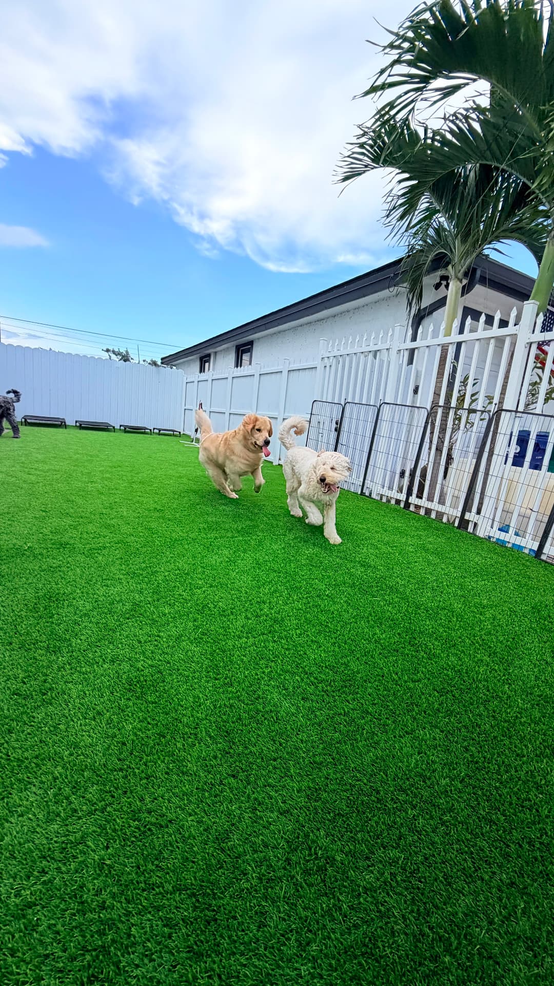 Carreras y juego al aire libre