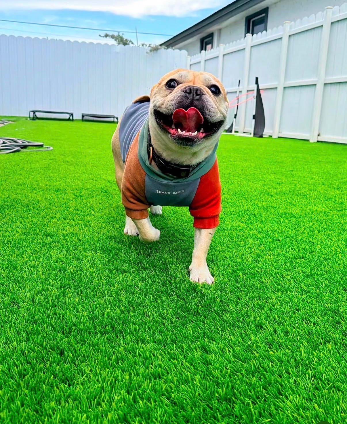 Perro en programa Board & Train en Miami