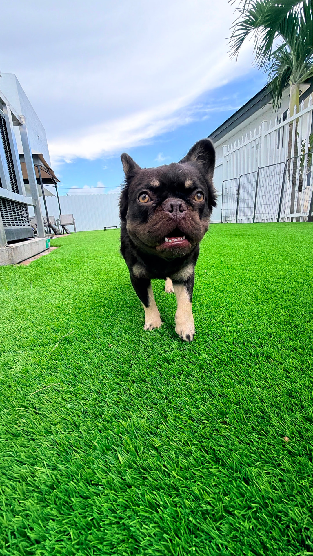Bulldog francés en el área de juego