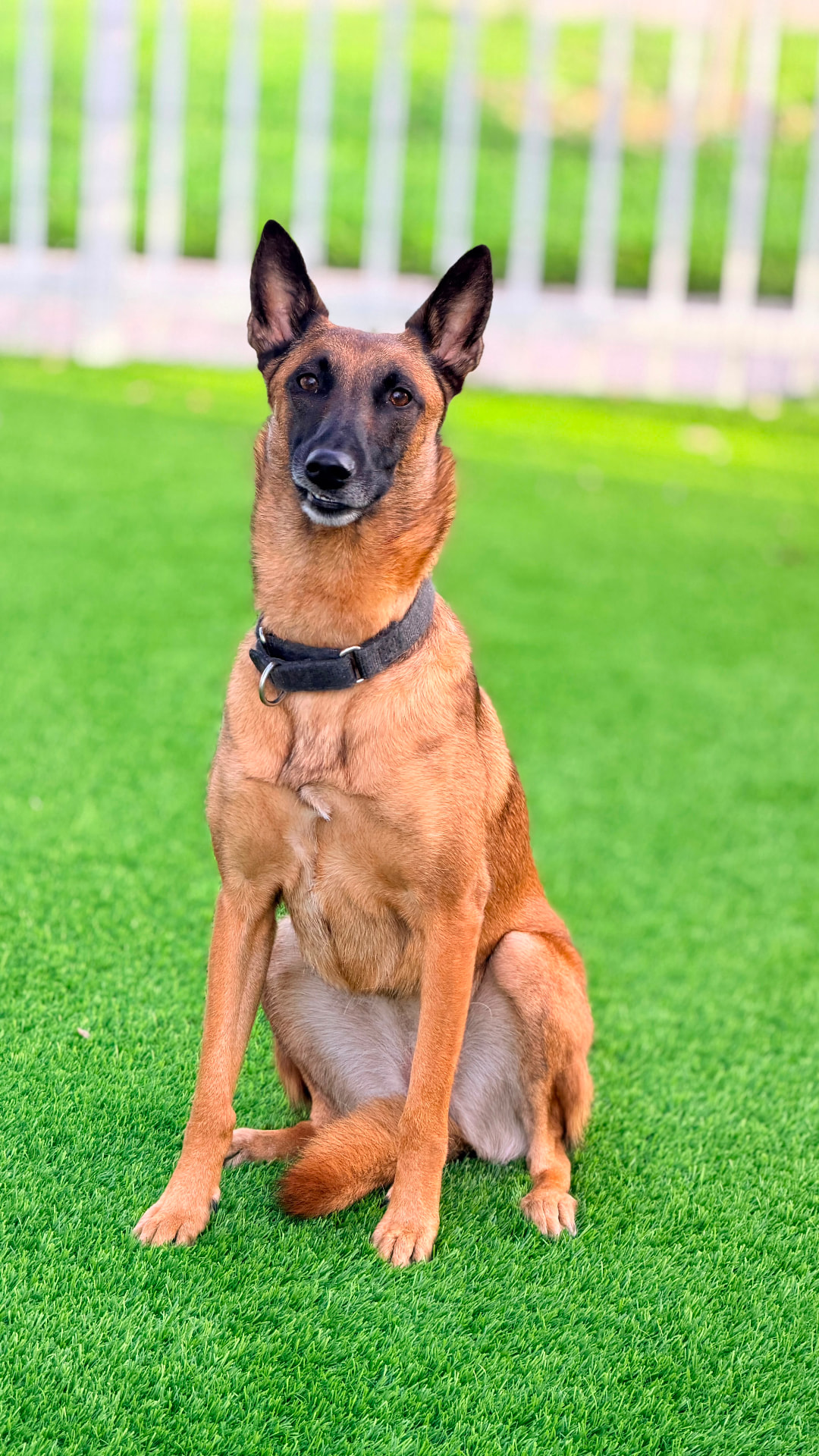 Pastor belga malinois en posición sit