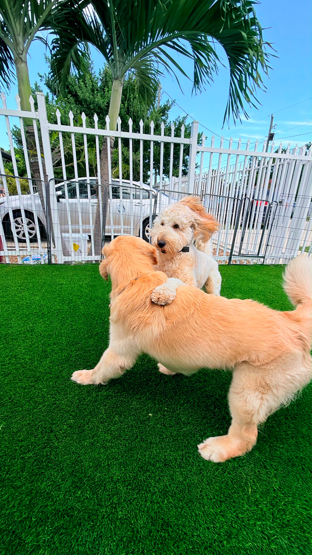 Amigos peludos jugando bajo las palmeras