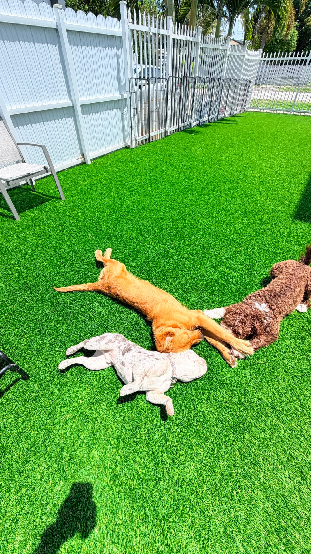 Siesta al sol después del juego