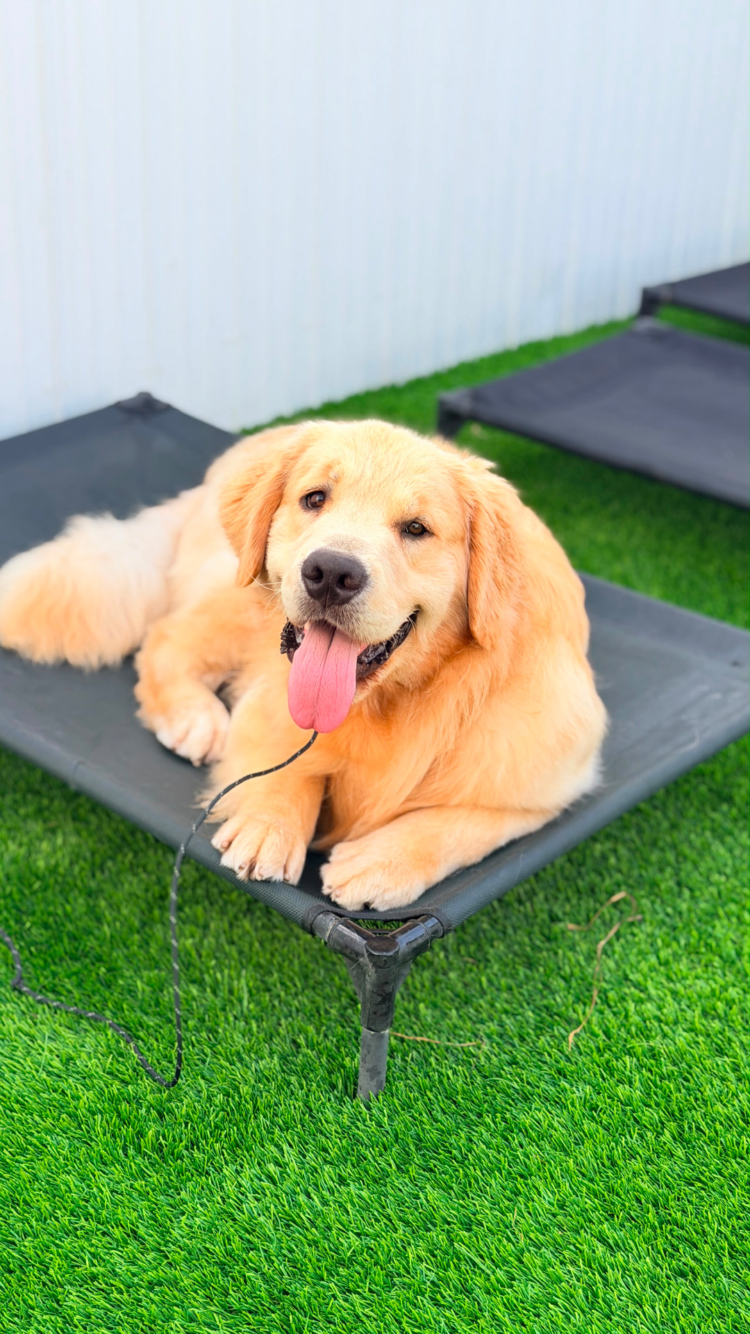 Golden Retriever descansando en su place