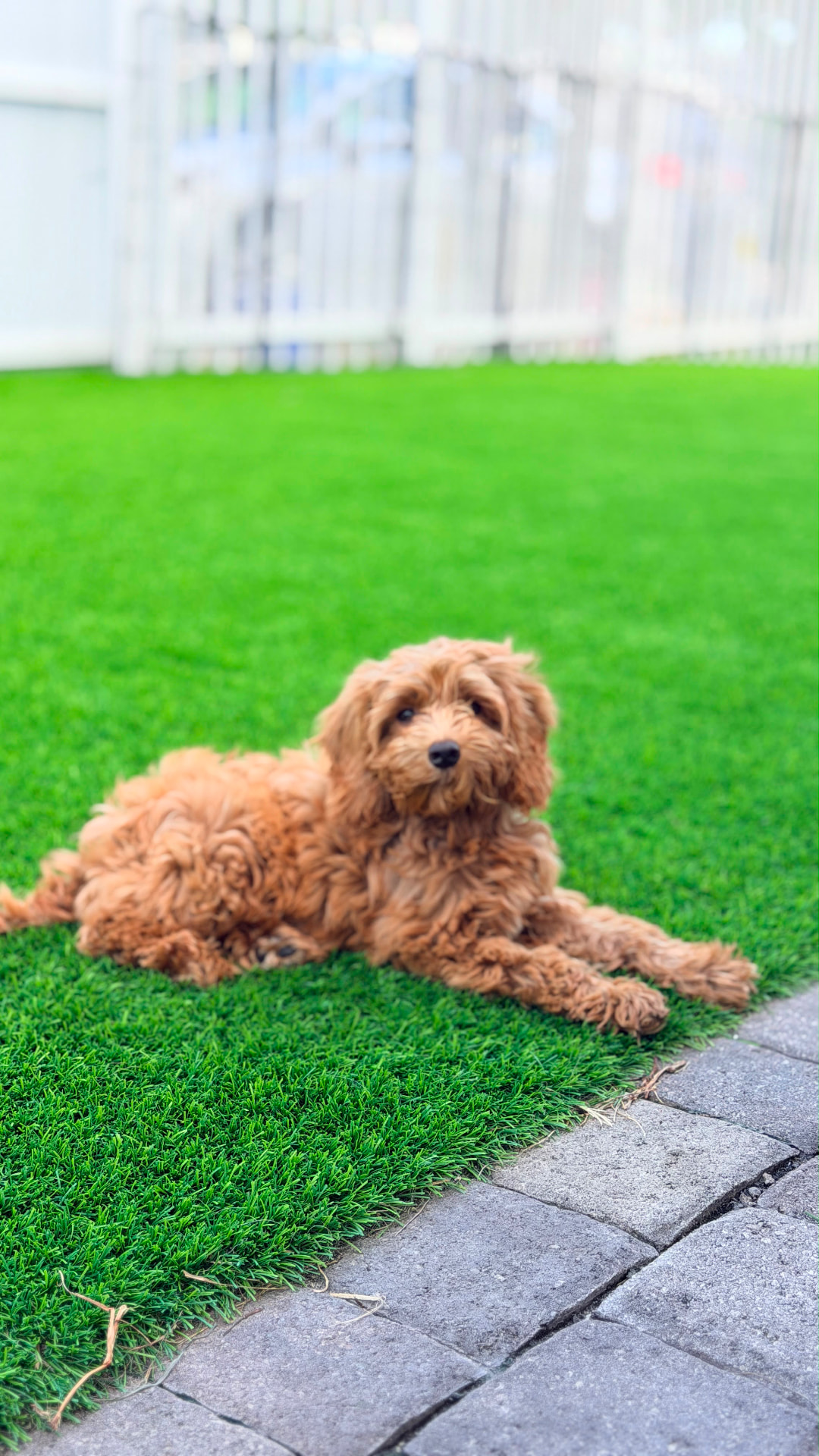 Cachorro relajado tras su sesión