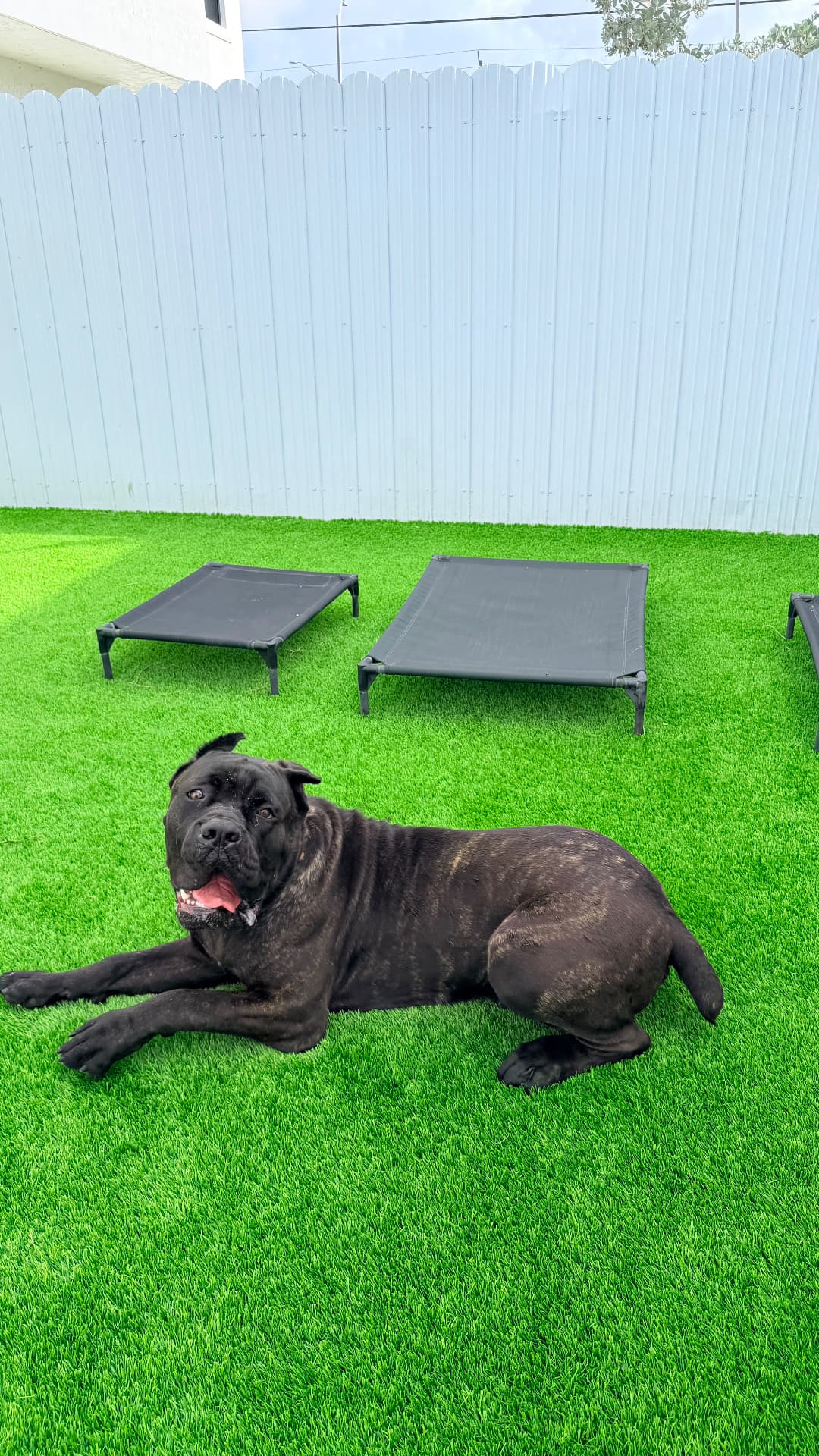 Cane Corso descansando en el área de juego